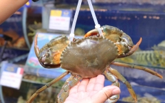 Hải sản tươi sống là gì? Vì sao nên chọn nhà hàng có bể hải sản?