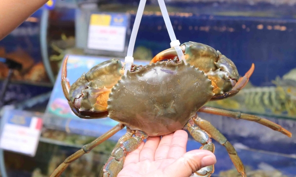 Hải sản tươi sống là gì? Vì sao nên chọn nhà hàng có bể hải sản?