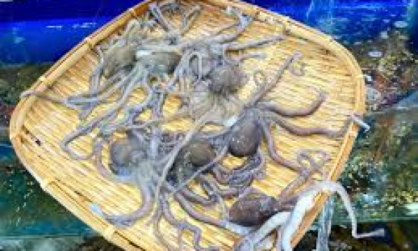 Các cách bảo quản hải sản sống luôn được tươi ngon nhất