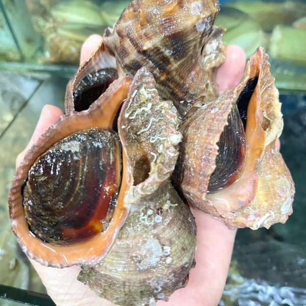 Ốc miệng rộng