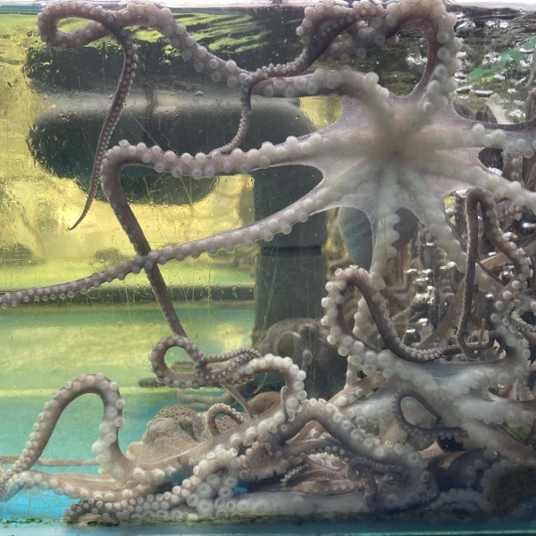 Bạch tuộc mini sống