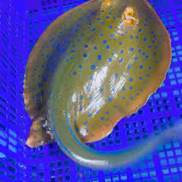 Cá đuối nghệ sao xanh